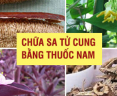 Thuốc trị sa tử cung bằng dân gian