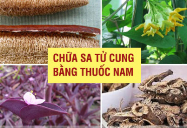 Thuốc trị sa tử cung bằng dân gian