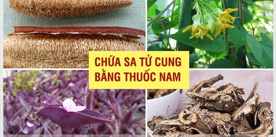 thuốc nam chữa sa tử cung