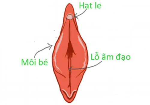 hột le